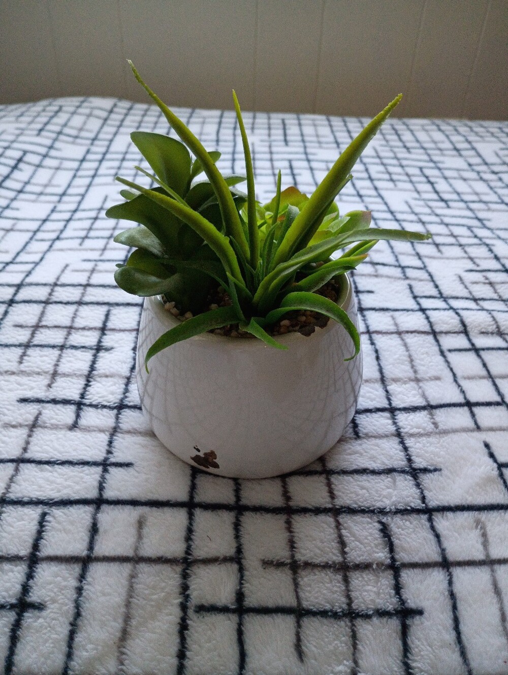 Small Green Succulent in White Ceramic Pot from TJ MAXX